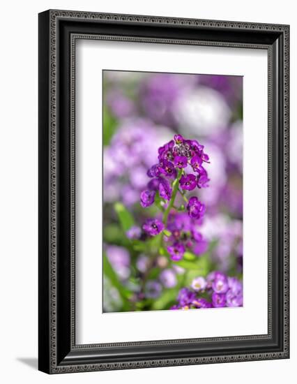 Sweet alyssum-Lisa Engelbrecht-Framed Photographic Print