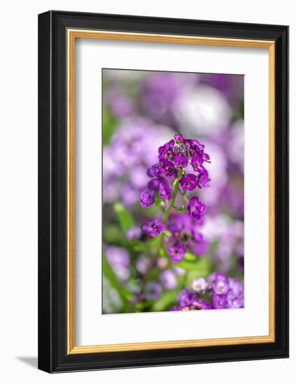 Sweet alyssum-Lisa Engelbrecht-Framed Photographic Print