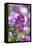 Sweet alyssum-Lisa Engelbrecht-Framed Premier Image Canvas