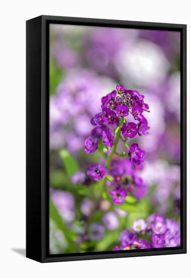 Sweet alyssum-Lisa Engelbrecht-Framed Premier Image Canvas