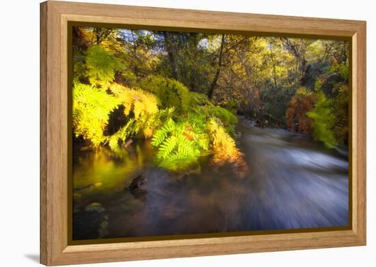 Sweet Automn-Viviane Fedieu Daniel-Framed Premier Image Canvas