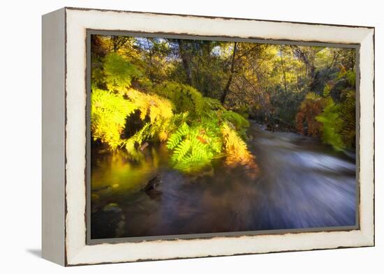 Sweet Automn-Viviane Fedieu Daniel-Framed Premier Image Canvas