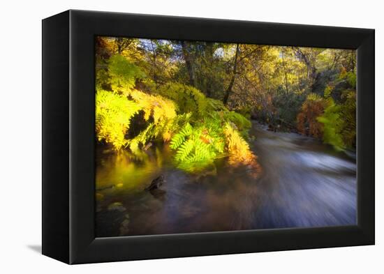 Sweet Automn-Viviane Fedieu Daniel-Framed Premier Image Canvas