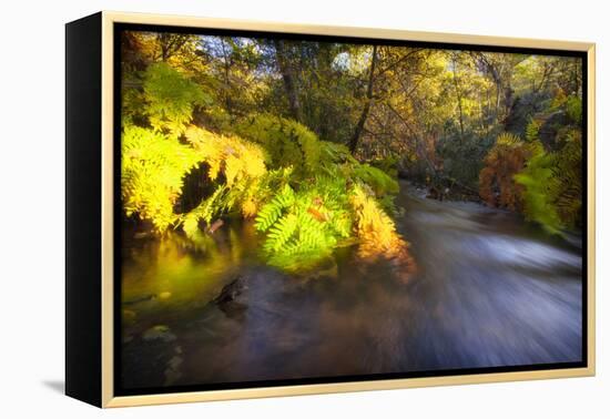 Sweet Automn-Viviane Fedieu Daniel-Framed Premier Image Canvas