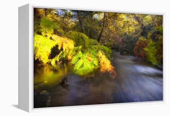 Sweet Automn-Viviane Fedieu Daniel-Framed Premier Image Canvas