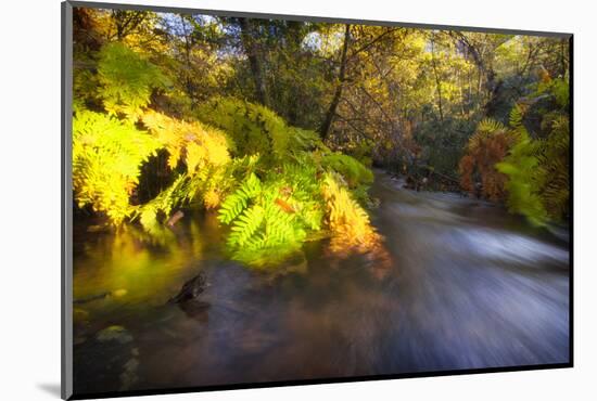 Sweet Automn-Viviane Fedieu Daniel-Mounted Photographic Print