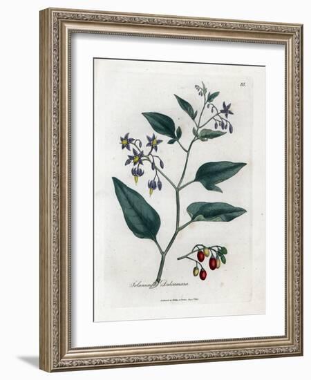 Sweet Bitter or Sweet Bitter Nightshade - Woody Nightshade, Solanum Dulcamara. Handcoloured Copperp-James Sowerby-Framed Giclee Print