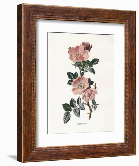 Sweet Briar-Gwendolyn Babbitt-Framed Art Print