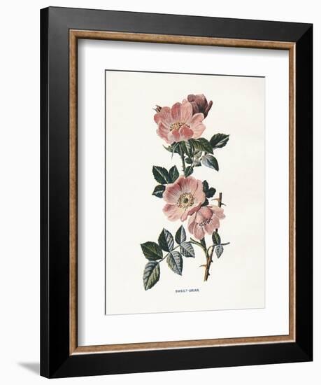 Sweet Briar-Gwendolyn Babbitt-Framed Art Print