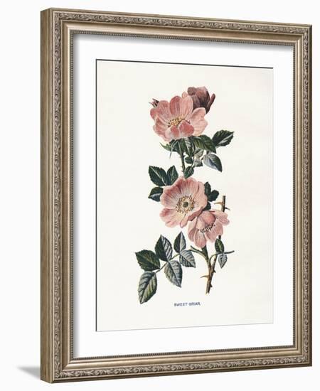 Sweet Briar-Gwendolyn Babbitt-Framed Art Print