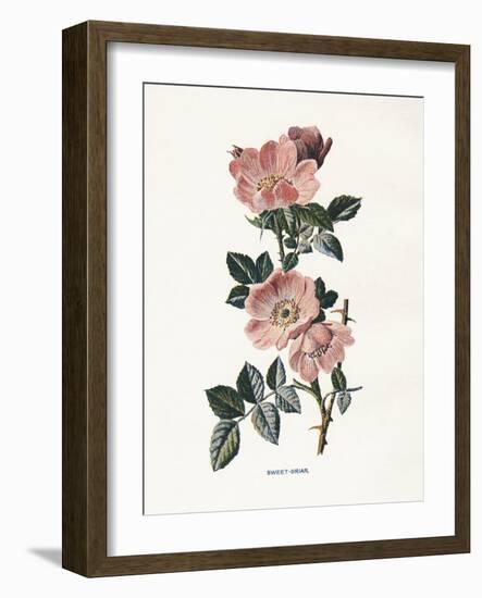 Sweet Briar-Gwendolyn Babbitt-Framed Art Print