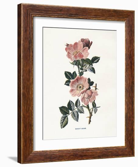 Sweet Briar-Gwendolyn Babbitt-Framed Art Print