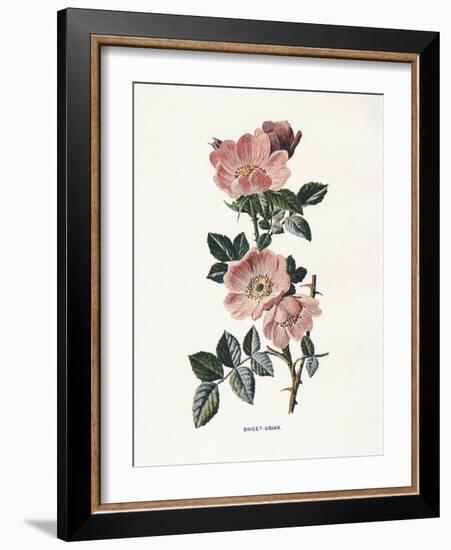 Sweet Briar-Gwendolyn Babbitt-Framed Art Print