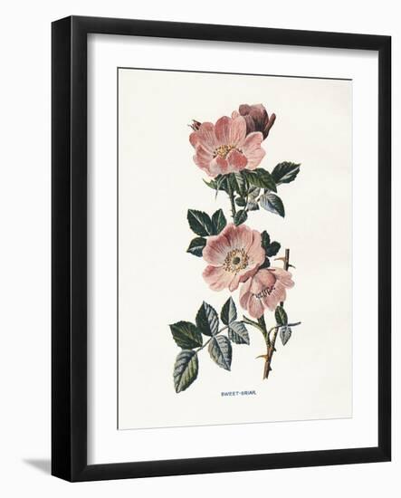 Sweet Briar-Gwendolyn Babbitt-Framed Art Print