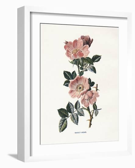 Sweet Briar-Gwendolyn Babbitt-Framed Art Print