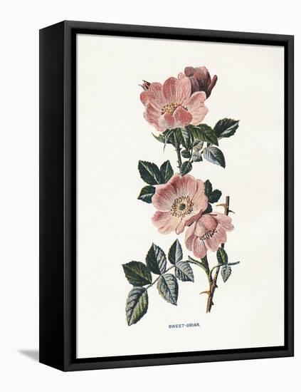 Sweet Briar-Gwendolyn Babbitt-Framed Stretched Canvas