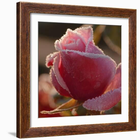 Sweet Candy-Philippe Sainte-Laudy-Framed Photographic Print