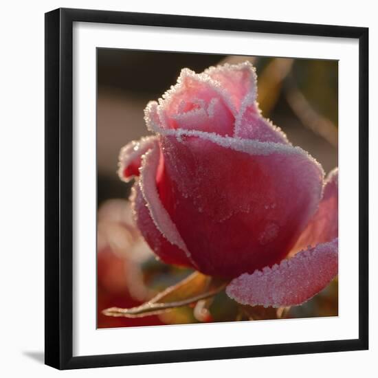 Sweet Candy-Philippe Sainte-Laudy-Framed Photographic Print