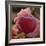 Sweet Candy-Philippe Sainte-Laudy-Framed Photographic Print