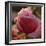 Sweet Candy-Philippe Sainte-Laudy-Framed Photographic Print
