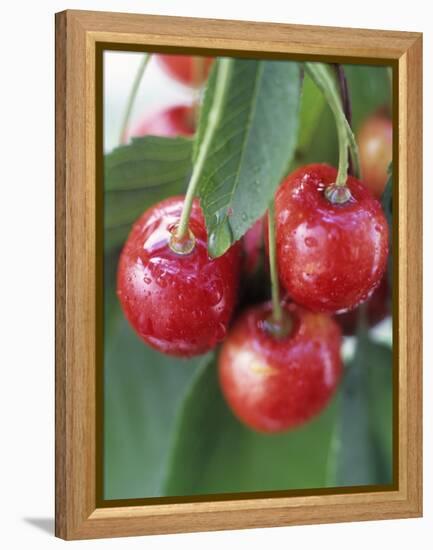 Sweet Cherries on the Branch-Vladimir Shulevsky-Framed Premier Image Canvas