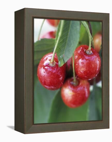 Sweet Cherries on the Branch-Vladimir Shulevsky-Framed Premier Image Canvas