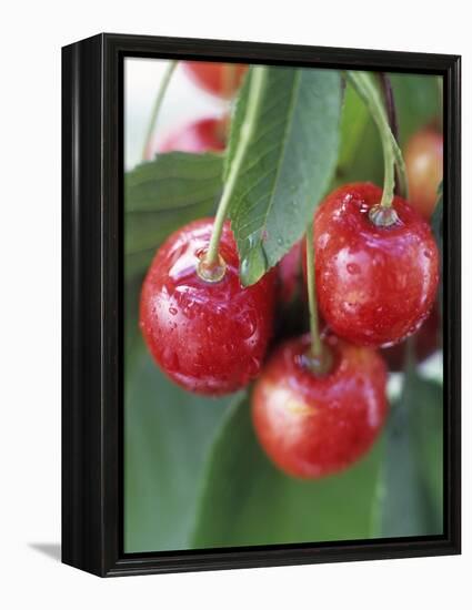 Sweet Cherries on the Branch-Vladimir Shulevsky-Framed Premier Image Canvas