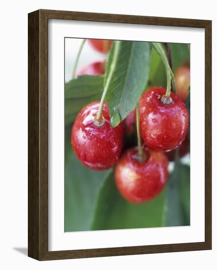 Sweet Cherries on the Branch-Vladimir Shulevsky-Framed Photographic Print