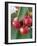 Sweet Cherries on the Branch-Vladimir Shulevsky-Framed Photographic Print