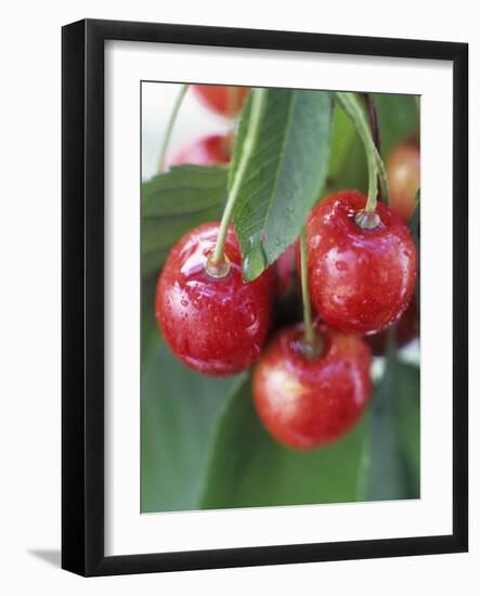 Sweet Cherries on the Branch-Vladimir Shulevsky-Framed Photographic Print