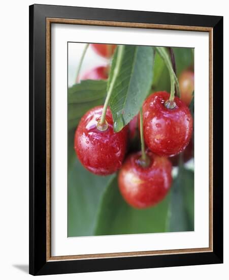 Sweet Cherries on the Branch-Vladimir Shulevsky-Framed Photographic Print