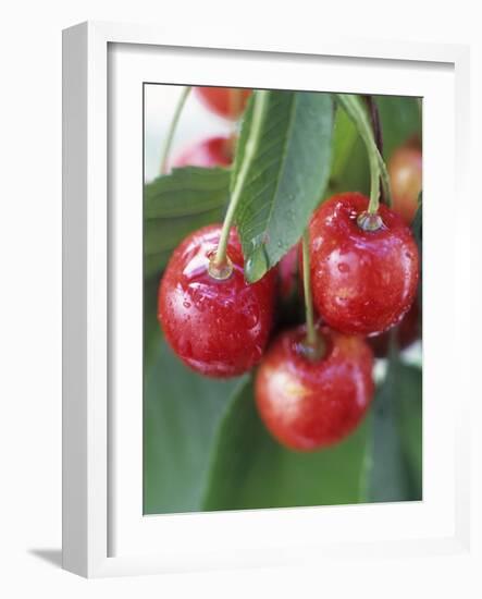 Sweet Cherries on the Branch-Vladimir Shulevsky-Framed Photographic Print