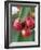 Sweet Cherries on the Branch-Vladimir Shulevsky-Framed Photographic Print