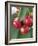 Sweet Cherries on the Branch-Vladimir Shulevsky-Framed Photographic Print