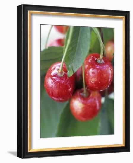 Sweet Cherries on the Branch-Vladimir Shulevsky-Framed Photographic Print