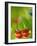 Sweet Cherry (Prunus Avium)-Maria Mosolova-Framed Photographic Print