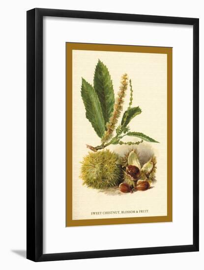 Sweet Chestnut, Blossom and Fruit-W.h.j. Boot-Framed Art Print