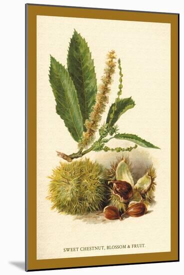 Sweet Chestnut, Blossom and Fruit-W.h.j. Boot-Mounted Art Print