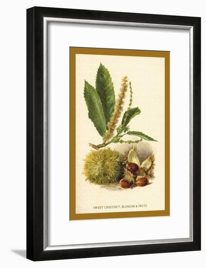 Sweet Chestnut, Blossom and Fruit-W.h.j. Boot-Framed Art Print