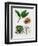 Sweet Chestnut (Castanea Sativa)-null-Framed Giclee Print