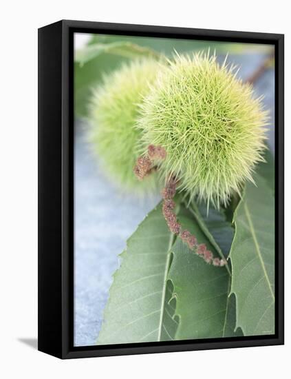 Sweet Chestnuts with Leaves-Brigitte Sporrer-Framed Premier Image Canvas