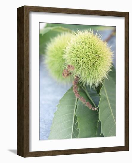 Sweet Chestnuts with Leaves-Brigitte Sporrer-Framed Photographic Print