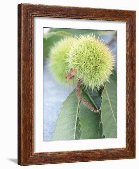 Sweet Chestnuts with Leaves-Brigitte Sporrer-Framed Photographic Print