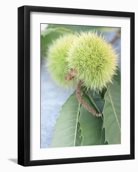 Sweet Chestnuts with Leaves-Brigitte Sporrer-Framed Photographic Print
