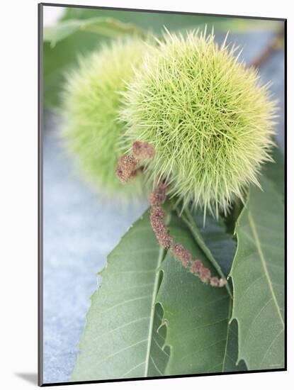 Sweet Chestnuts with Leaves-Brigitte Sporrer-Mounted Photographic Print