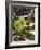 Sweet Chestnuts-Nico Tondini-Framed Photographic Print