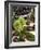 Sweet Chestnuts-Nico Tondini-Framed Photographic Print