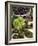 Sweet Chestnuts-Nico Tondini-Framed Photographic Print