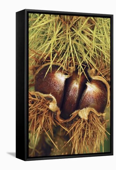 Sweet Chestnuts-Colin Varndell-Framed Premier Image Canvas