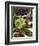 Sweet Chestnuts-Nico Tondini-Framed Photographic Print